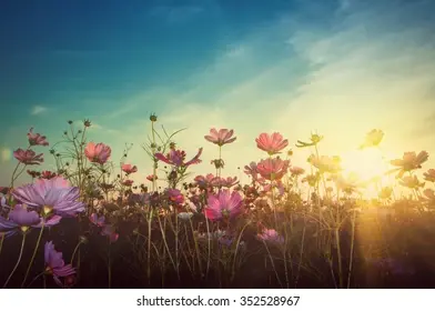 A field of cosmos flowers under the sunset